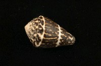 藏品(小斑芋螺)的圖片